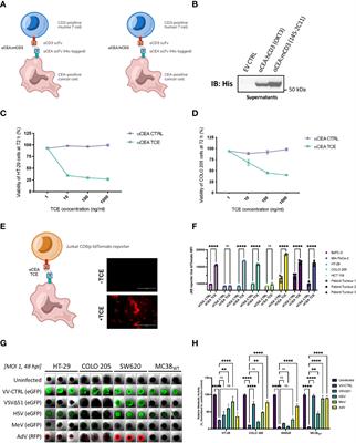 Oncolytic virus driven T-cell-based combination immunotherapy platform for colorectal cancer